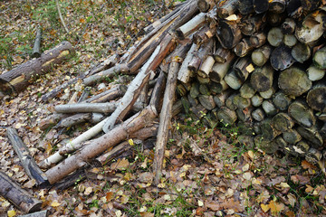 Pile of old firewood in forest.