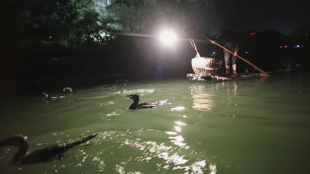 Night China fishing with cormorant