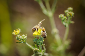 bee collects nectar from Potentilla erecta, Tormentilla erecta, Potentilla laeta, Potentilla tormentilla, tormentil, septfoil, erect cinquefoil yellow small wildflowers melliferous plants