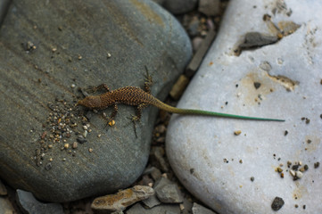 brown spotted lizard with green tail
