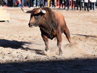 toro en espa&ntilde;a