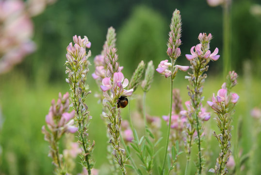 summer morning meadow and pink wildflowers