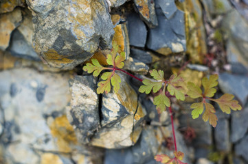 rocks and stones of the sea coast