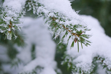 Christmas tree branch is in frost, close up view.