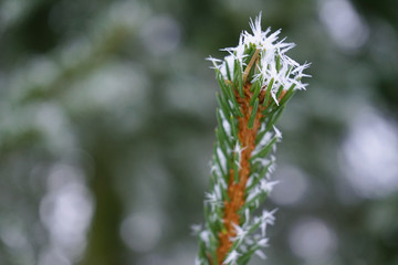 Christmas tree branch is in frost, close up view.