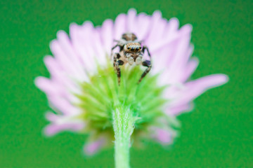 ragno salticidae su fiore di margherita
