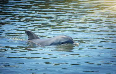 dolphin floating in the blue lagoon