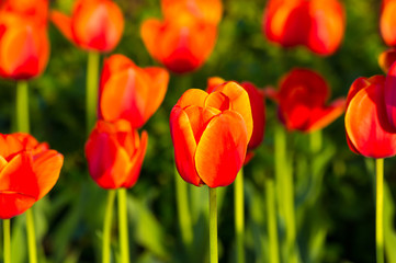 Fototapeta premium colorful tulips in early spring in the garden