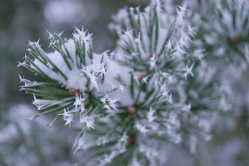 Snow frost on spurce branches.
