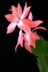 Pink flower of home cactus. Macro photography.