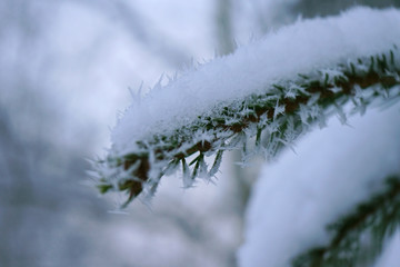 A brunch of christmas tree covered with frost.