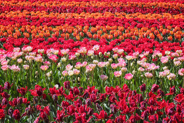 Beautiful tulip flowers in spring royal Keukenhof garden. Color sunny floral background suitable for wallpaper or greeting card, Netherlands (Holland)