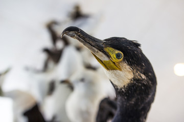Bird education in a college in the Faroe Islands 