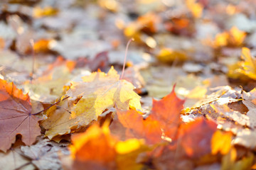 beautiful maple leaves in the autumn park
