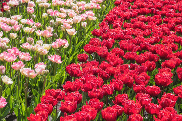 Beautiful tulip flowers in spring royal Keukenhof garden. Color sunny floral background suitable...