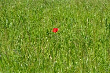 Coquelicot 