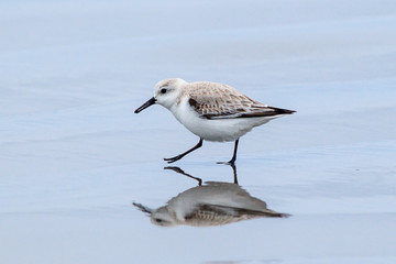 A sanderling on Del Ray beach walking around just north of Seaside, Oregon.