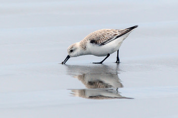 Sanderling digs in sand just north of Seaside, Oregon.