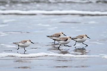 A flock of sanderlings run along the shore on Del Ray Beach just north of Seaside, Oregon.