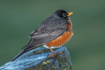 Cute robin is perched on a rock.