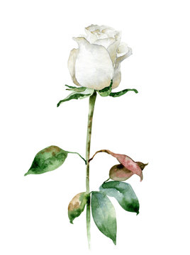 Single white rose isolated on white background