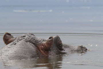 Fototapeta premium Hippopotamus , Kruger National Park , Africa