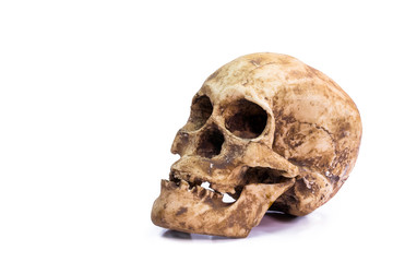 head skull of human on white background
