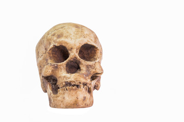 head skull of human on white background