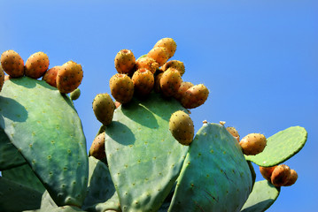 Fichi d'india, cactus
