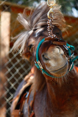 A very happy pony with a smile