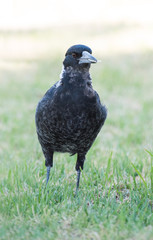 Australian magpie profile