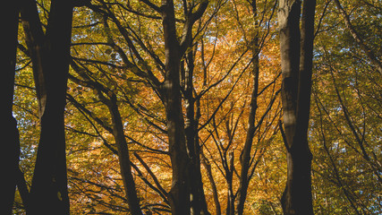 Autumn in Pildammsparken Malmö