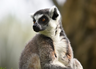 lemur