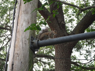 Squirrel sitting on lamp post