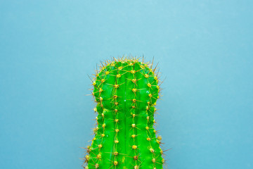 green cactus on a colored background for your logo and cover prickly  cactus on white background