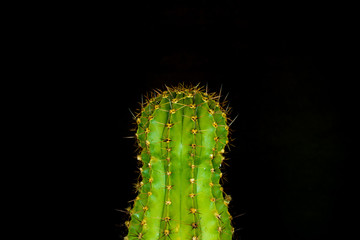 green cactus on a colored background for your logo and cover prickly  cactus on white background