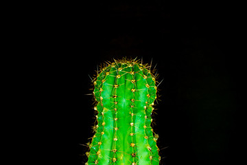 green cactus on a colored background for your logo and cover prickly  cactus on white background