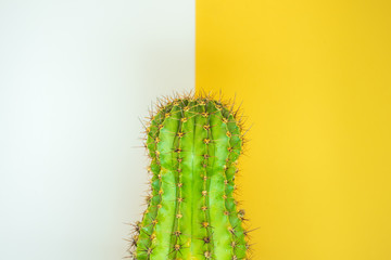 green cactus on a colored background for your logo and cover prickly  cactus on white background