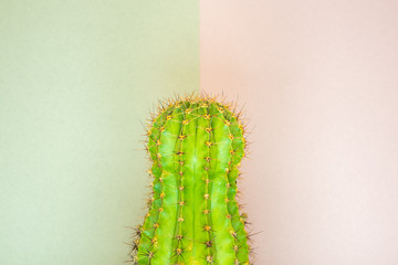 green cactus on a colored background for your logo and cover prickly  cactus on white background