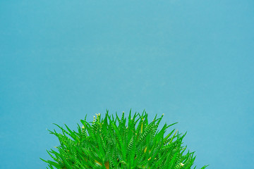 green cactus on a colored background for your logo and cover prickly  cactus on white background