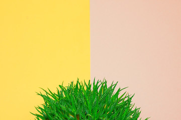 green cactus on a colored background for your logo and cover prickly  cactus on white background