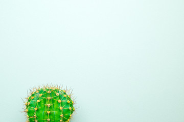 green cactus on a colored background for your logo and cover prickly  cactus on white background