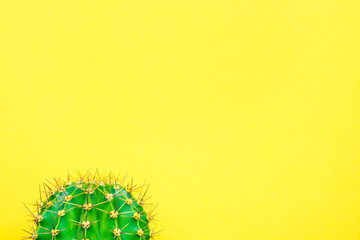 green cactus on a colored background for your logo and cover prickly  cactus on white background