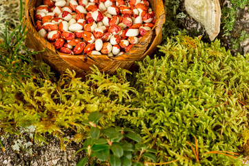 beans - red beans in a basket with a forest background