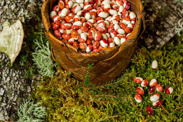 beans - red beans in a basket with a forest background