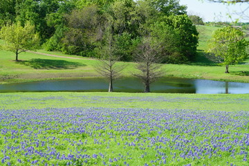 Bluebonnet flowers blooming during spring time near the Texas Hill Country