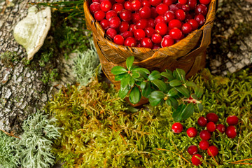 fresh cranberries in a basket organic vegetarian against the background of forest moss and bark
