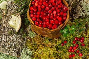 fresh cranberries in a basket organic vegetarian against the background of forest moss and bark