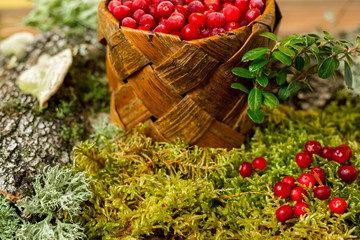 fresh cranberries in a basket organic vegetarian against the background of forest moss and bark