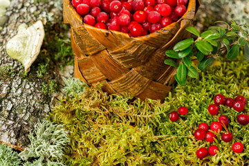 fresh cranberries in a basket organic vegetarian against the background of forest moss and bark